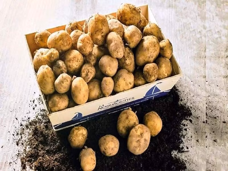 Mùa vụ ngắn và độ hiếm đẩy giá chồi hoa bia tăng cao. Thêm nữa, các đầu bếp coi trọng hương vị đất, hơi đắng của chúng, giúp tăng thêm hương vị cho các món ăn ngon. Ảnh: Internet