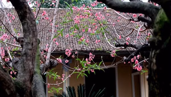 Theo các chuyên gia phong thủy, thay vì trồng những loại cây mang ý nghĩa không tốt, nên ưu tiên các loại cây tượng trưng cho tài lộc, sức sống. Ảnh: Vườn Ngọc Tân