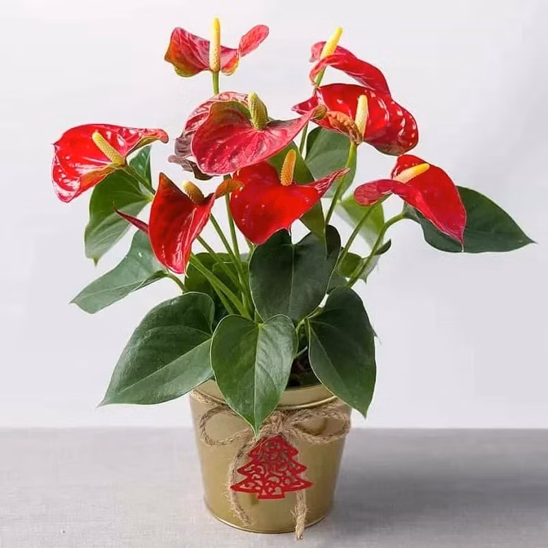 Dáng cây nhỏ gọn, dễ đặt trên bàn, kệ hoặc góc phòng mà không chiếm nhiều diện tích. Ảnh: Space T