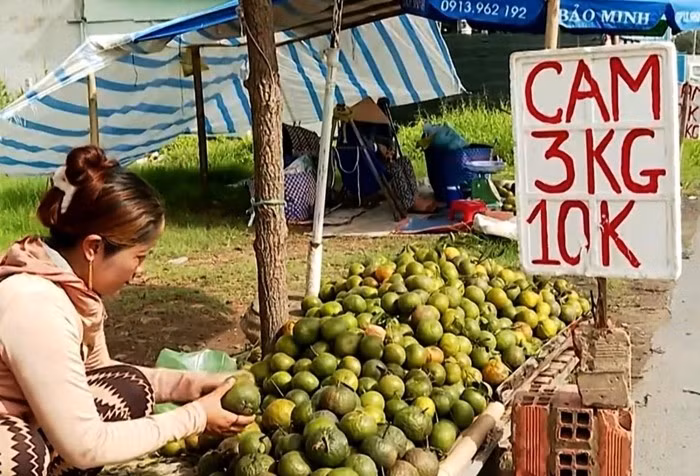 Giá cam sành lao dốc do diện tích trồng tăng nhanh trong khi thị trường tiêu thụ chủ yếu vẫn là nội địa, dẫn đến cung vượt cầu. Ảnh: VOV