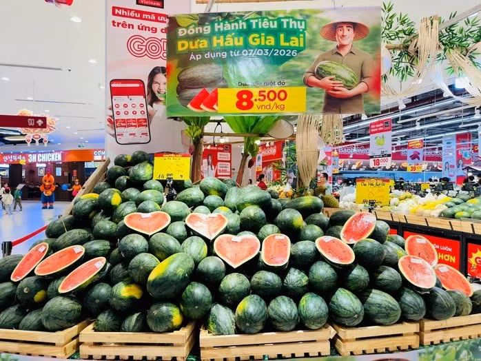 Để góp phần chia sẻ khó khăn với người trồng dưa, nhiều hệ thống bán lẻ, siêu thị đã đưa dưa hấu Gia Lai vào tiêu thụ tại siêu thị với hình thức bán không lợi nhuận, giá khoảng 7.500-8.500 đồng/kg. Ảnh: Người lao động