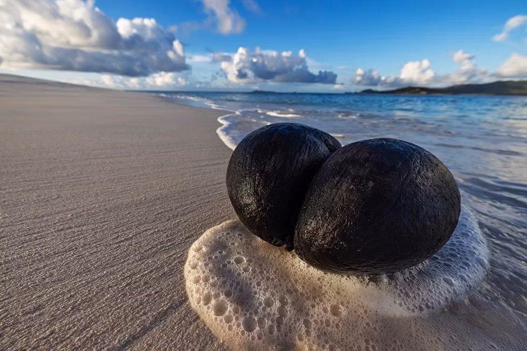 Coco de mer chỉ mọc tự nhiên trên hai hòn đảo ở Seychelles nên quý hiếm và độc đáo nhất hành tinh. Ảnh: JSTOR Daily
