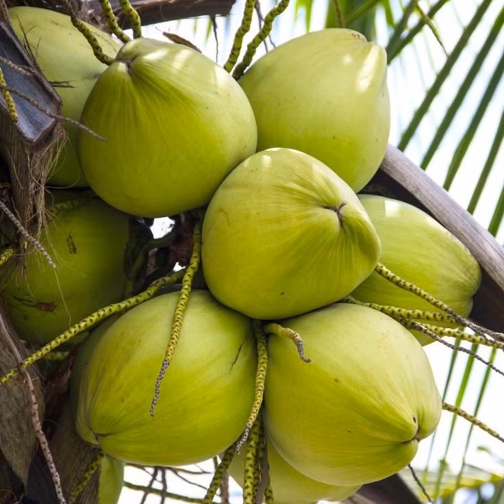 Dừa nam hom có ​​nguồn gốc từ Thái Lan, được trồng ở nhiều tỉnh thành, trong đó Ratchaburi là một trong những tỉnh sản xuất chính. Ảnh: Pinterest