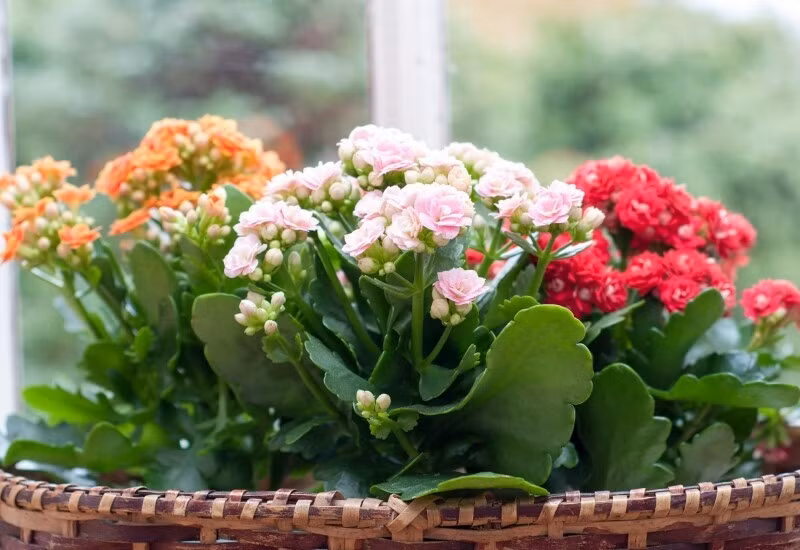 Hoa trường thọ được đánh giá cao trong phong thủy ngày Tết. Có nhiều nắng, hoa nở rực rỡ, mang ý nghĩa trường an, niềm vui bền bỉ. Ảnh: Internet