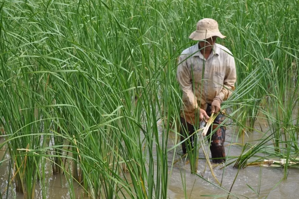 Nhờ đưa cây bồn bồn làm kinh tế, đời sống bà con vươn lên, không ít hộ thoát nghèo từ cây dại này. Ảnh: Dân Việt