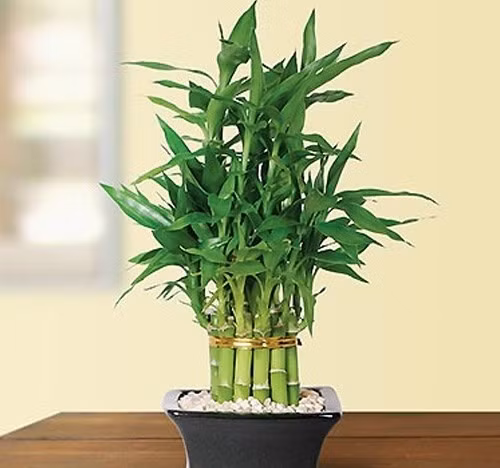 cay-canh1.jpg