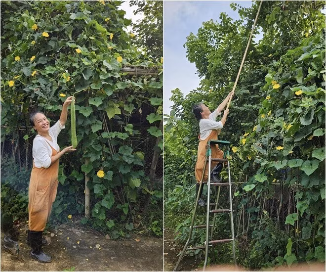 Trong vườn còn trồng cỏ hồng - loài cỏ vốn quen thuộc ở Đà Lạt. Ảnh: FB Oanh Le Tu