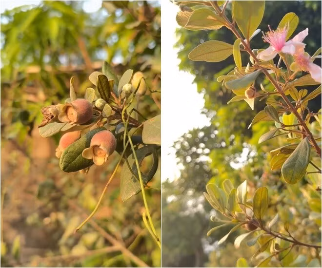 Không chỉ xoài, 'Họa mi tóc nâu' Mỹ Tâm còn giới thiệu cây sim trong vườn. Ảnh chụp màn hình