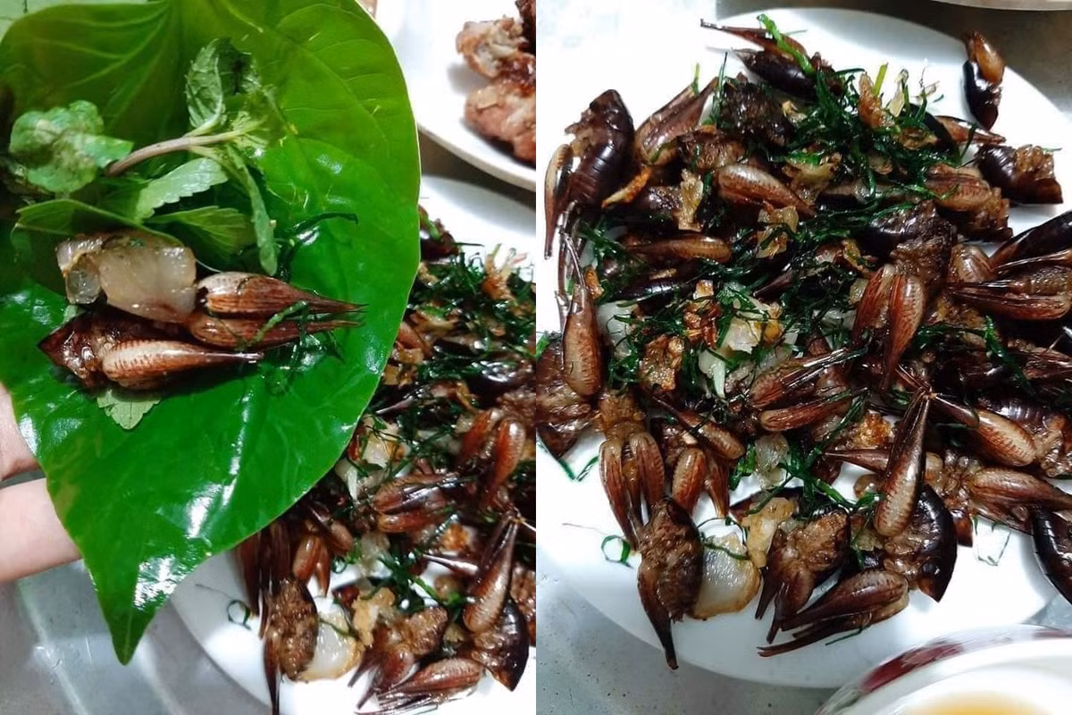 Loài tôm này thường được chế biến thành món nhậu như rang lá gừng, lá chanh hoặc lá lốt, lá mắc mật. Ảnh: Vietnamnet