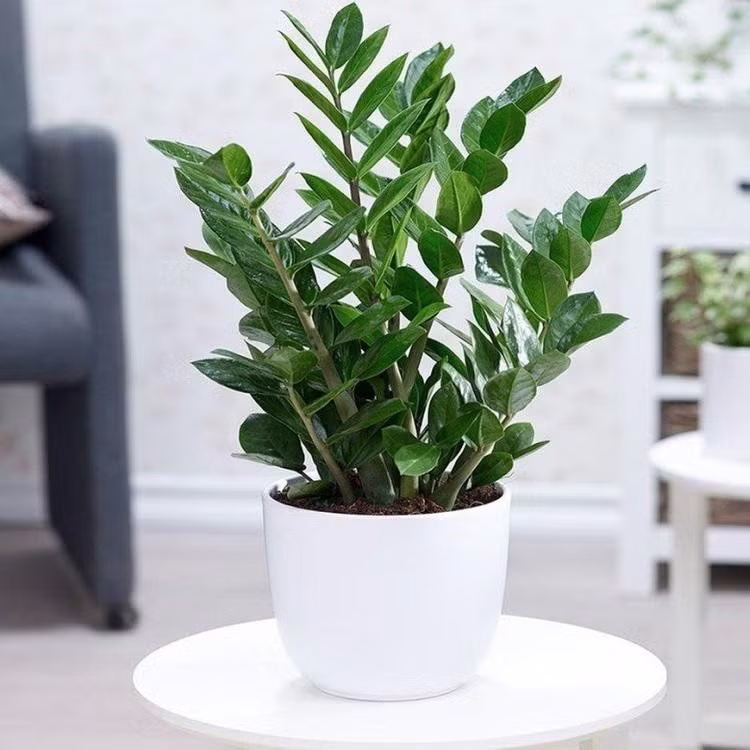 Đặc biệt, cây sinh trưởng mạnh mẽ, ít rụng lá được xem là dấu hiệu của nguồn năng lượng tích cực, thích hợp đặt ở phòng khách, sảnh ra vào hoặc văn phòng làm việc. Ảnh: Internet