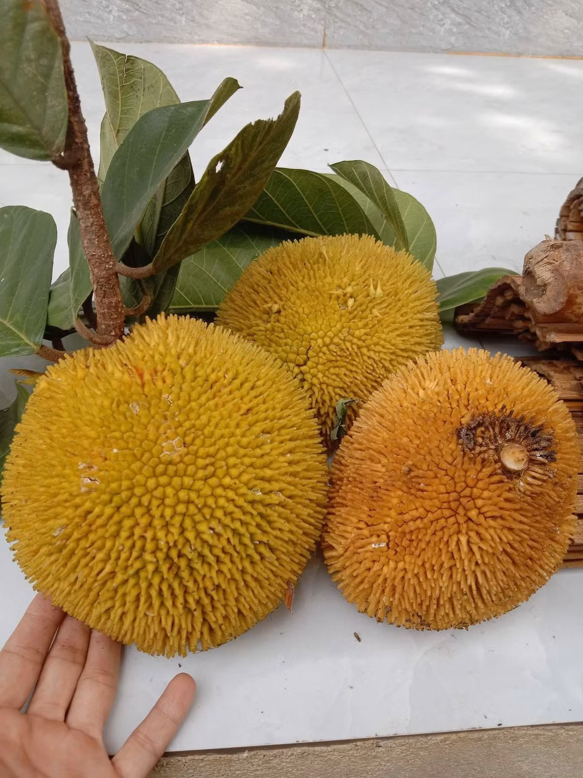 Thời gian gần đây, các loại mít vào mùa chín rộ. Bên cạnh mít Thái, mít mật, mít dai quê... trên thị trường còn xuất hiện loại mít tí hon thu hút đông đảo khách hàng. Ảnh: Facebook