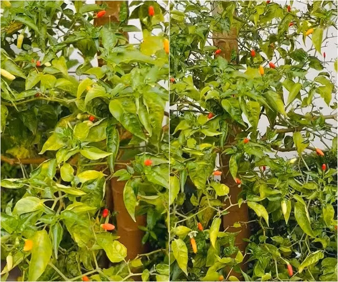 Ở một góc khác, cây ớt hiểm đã già vẫn cho trái đỏ rực. Ảnh: FB Trần Việt Trinh