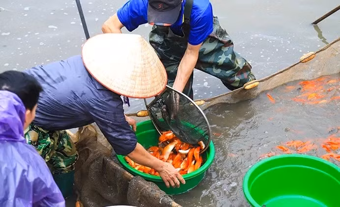 Với sản lượng bình quân đạt khoảng 2 tấn/ha, cá chép cảnh mang lại thu nhập từ 96 - 100 triệu đồng/ha/vụ. Ảnh: VTV