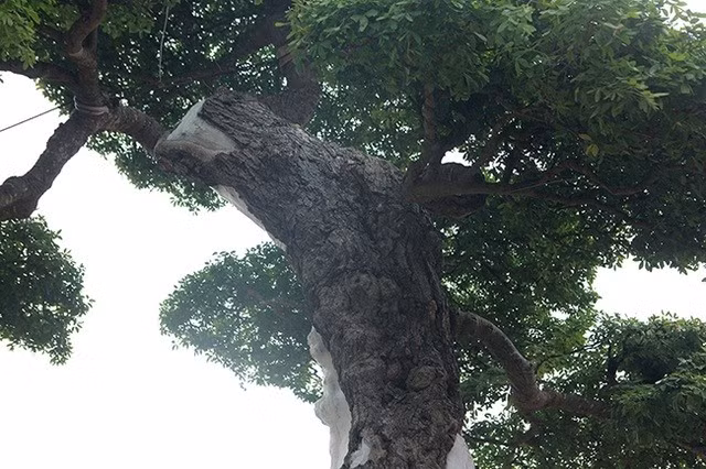 Dáng cây uốn lượn và bông tán đẹp mắt. Ảnh: Dân Việt