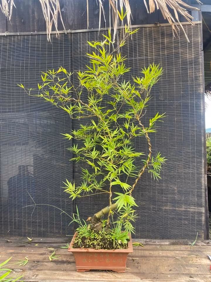 Trên thị trường, mỗi gốc tre bonsai giá từ vài trăm nghìn đến vài triệu đồng, tùy theo dáng thế và độ công phu của nghệ nhân. Ảnh: Facebook