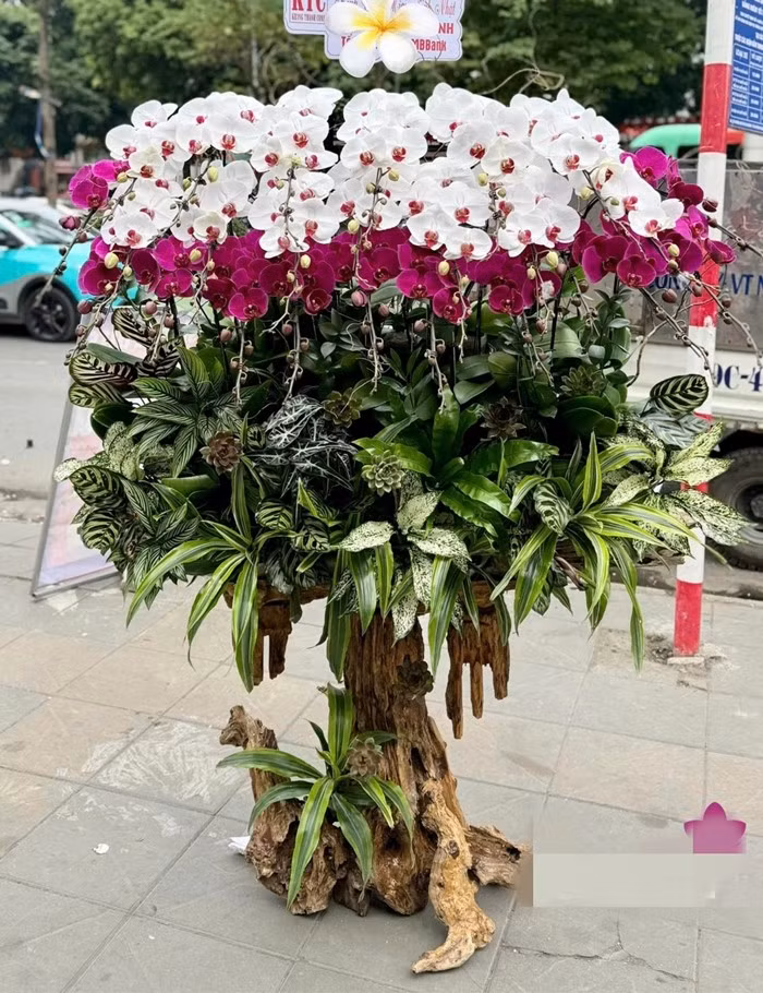 Bên cạnh đào, mai, quất, hoa lan cũng là mặt hàng được ưa chuộng trong dịp Tết Nguyên đán. Ảnh: FB Lannia - Flowers