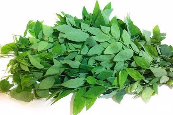 Rau ngót bị phun thuốc thường lá dày cộm, màu xanh đậm ngả bóng, cọng non nhưng lại cứng. Khi vò lá không thấy mùi thơm đặc trưng. Ảnh: Internet