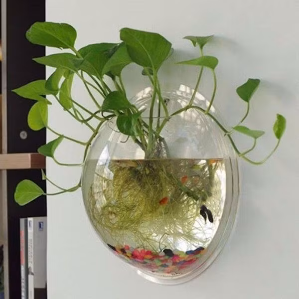 Cây dễ sống, có thể trồng trong nước hoặc đất, thích hợp treo ở góc bếp hoặc đặt trên kệ cao để tiết kiệm diện tích. Ảnh: Internet