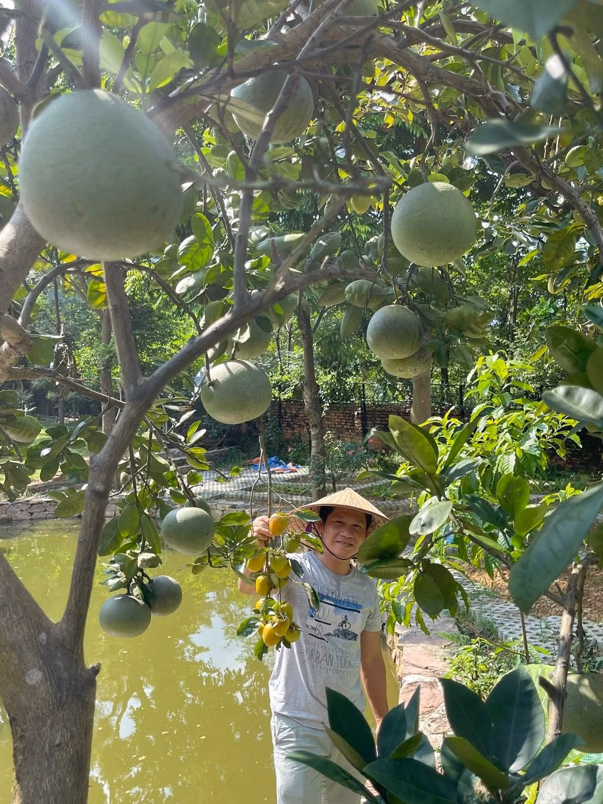 Cây bưởi sai trĩu cành. Ảnh: FBNV
