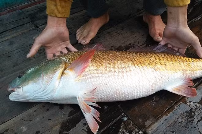Dưới thân cá có ánh trắng bạc, phớt hồng nhẹ, trong khi đầu và sống lưng lại mang sắc xám xanh đặc trưng. Ảnh: Internet