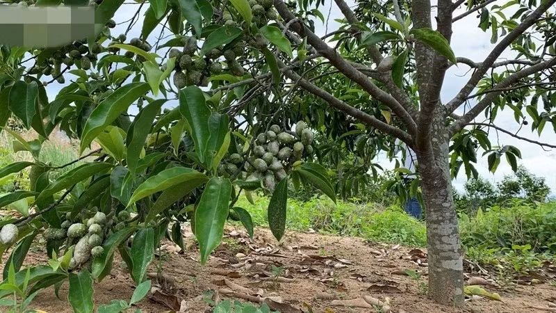 Bên cạnh hạt dổi rừng, những năm gần đây, người dân một số khu vực đã bắt đầu trồng dổi. Ảnh: VOV