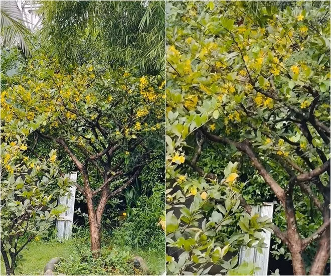 Giữa không gian rau cỏ, cây mai nhà Việt Trinh gây chú ý khi nở hoa sớm bất thường. Ảnh: FB Trần Việt Trinh
