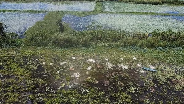 Do được người tiêu dùng ưa chuộng, bà con một số nơi ở Cà Mau chọn việc nhổ rau mác để bán. Ảnh: Dân Việt