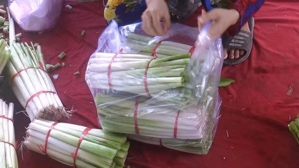 Rau mác bán về thành phố phải làm sạch, đóng túi cẩn thận và bảo quản lạnh sẽ được lâu hơn. Ảnh: Một thế giới