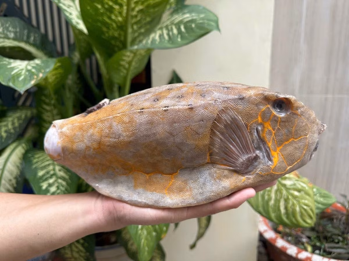 Không màu sắc sặc sỡ, cá bò hòm gây ấn tượng mạnh bởi ngoại hình "dị biệt", vuông vức như chiếc hộp, thân cứng, da dày được kết từ những mảng lục giác giống như một lớp giáp sắt. Ảnh: HaisanHoangLong