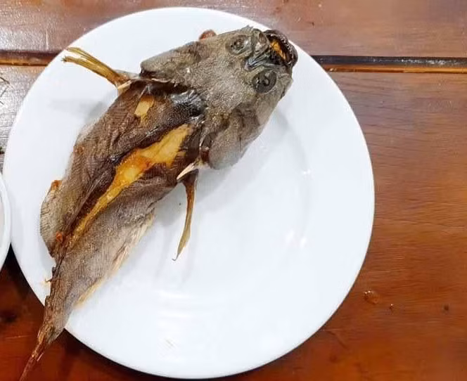 Cá bùng binh còn được biết đến với nhiều tên gọi khác nhau như cá bồng bồng, cá cung đình...là đặc sản đắt đỏ ở vùng biển miền Trung và tỉnh Quảng Ngãi. Ảnh: Báo Quảng Ngãi