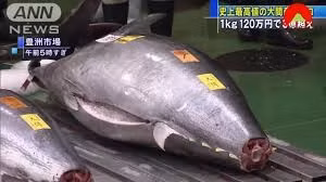 Cá ngừ vây xanh có thể đạt kích thước lên đến 450 kg và là loài cá có thịt rất dày, béo, nhiều chất dinh dưỡng. Ảnh: ANN