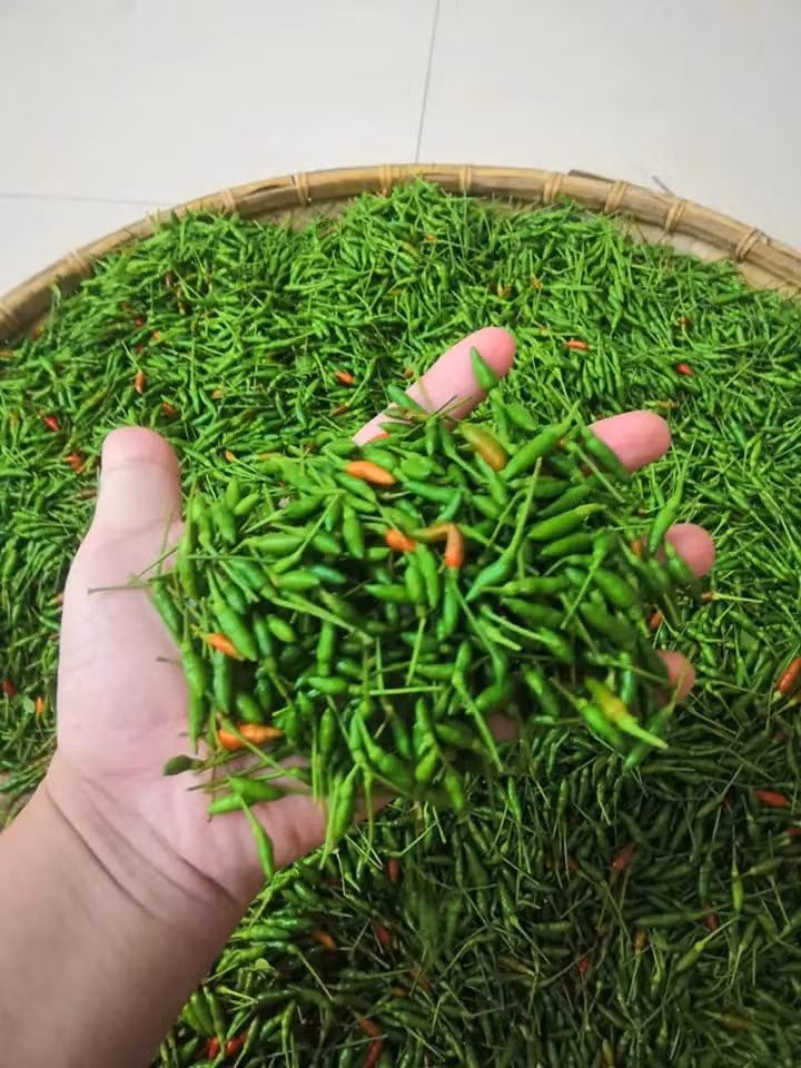 Nhiều hộ dân ở Tuyên Quang đã nhân giống và trồng ớt gió để bán ra thị trường. Nhưng do thời gian thu hoạch ngắn, năng suất thấp nên ớt gió vẫn thuộc hàng hiếm, không dễ mua được. Ảnh: Facebook