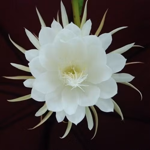 Không chỉ đẹp và hiếm, Kadupul còn đắt giá vì có hương thơm độc đáo. Ảnh: Serenata Flowers