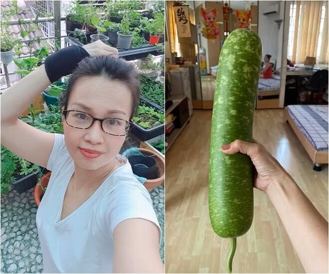 Sau khi bón phân, Cẩm Ly thu hoạch được trái bầu to kỷ lục. Ảnh: FB Cẩm Ly