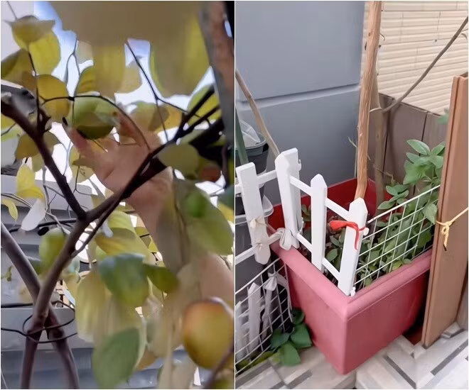 Góc vườn ngăn nắp với cây thân gỗ trồng trong chậu. Ảnh chụp màn hình