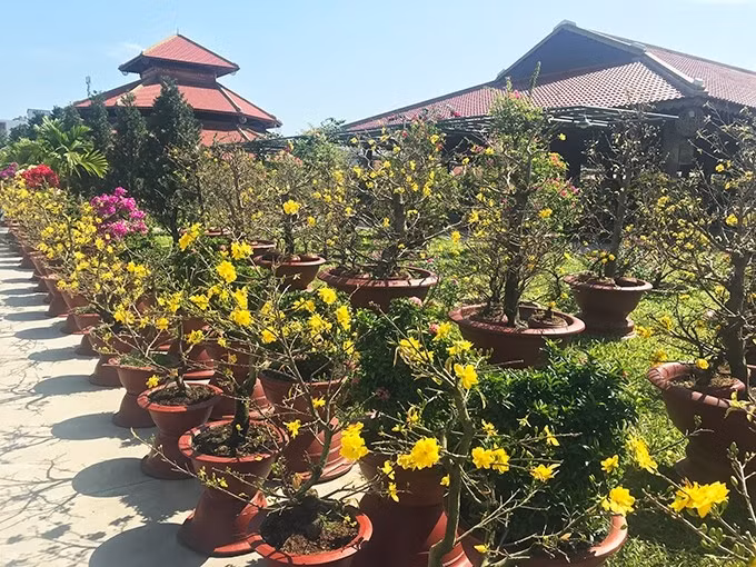 Với người miền Nam, hoa mai vàng là lựa chọn không thể thiếu mỗi độ xuân về. Mai có sức sống bền bỉ, rất phù hợp để trồng lâu dài trong vườn. Ảnh: Báo Khánh Hòa