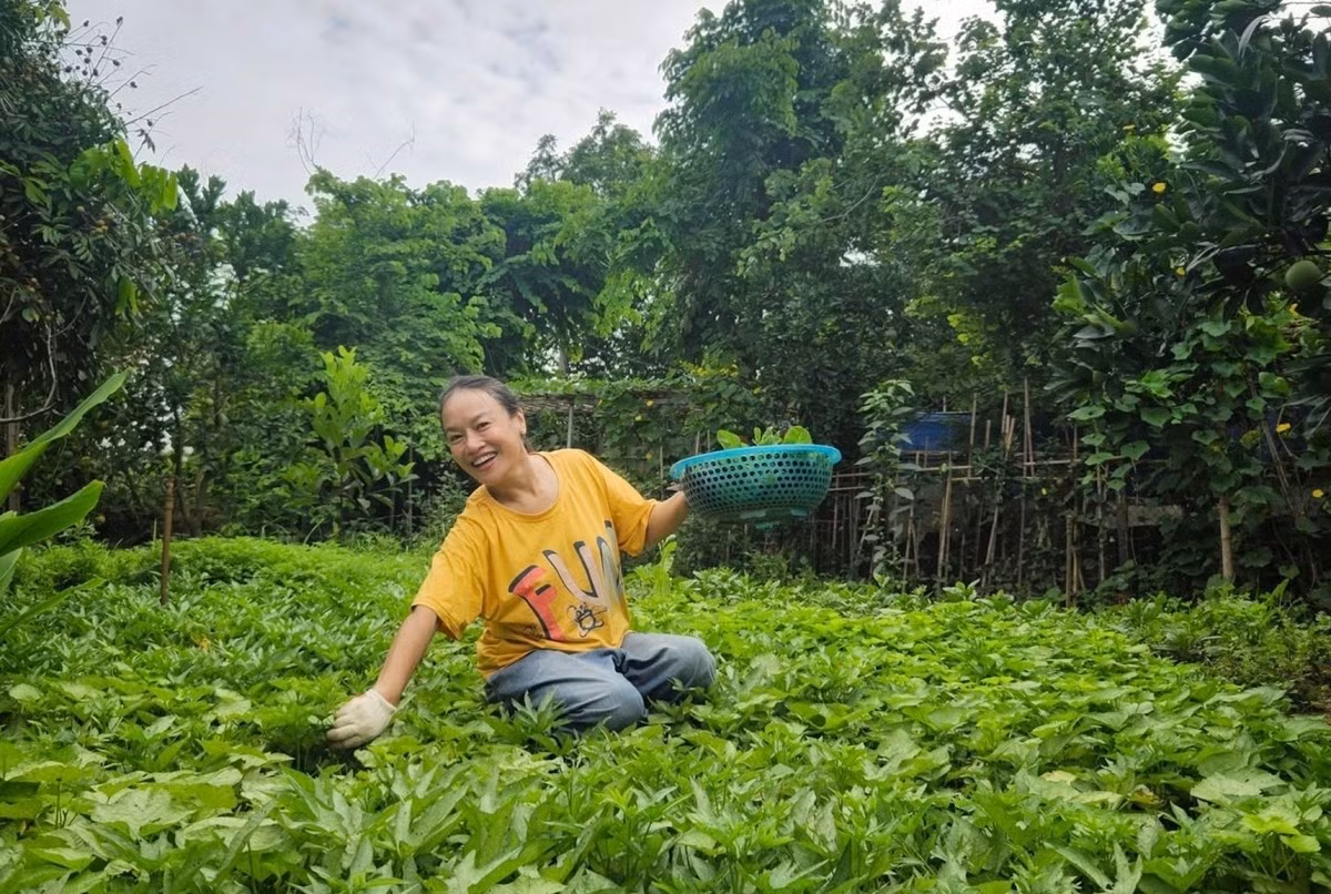 Vườn rau của Tú Oanh theo mùa, có bầu bí, cải xanh, rau muống, mồng tơi...Ảnh: FB Oanh Le Tu