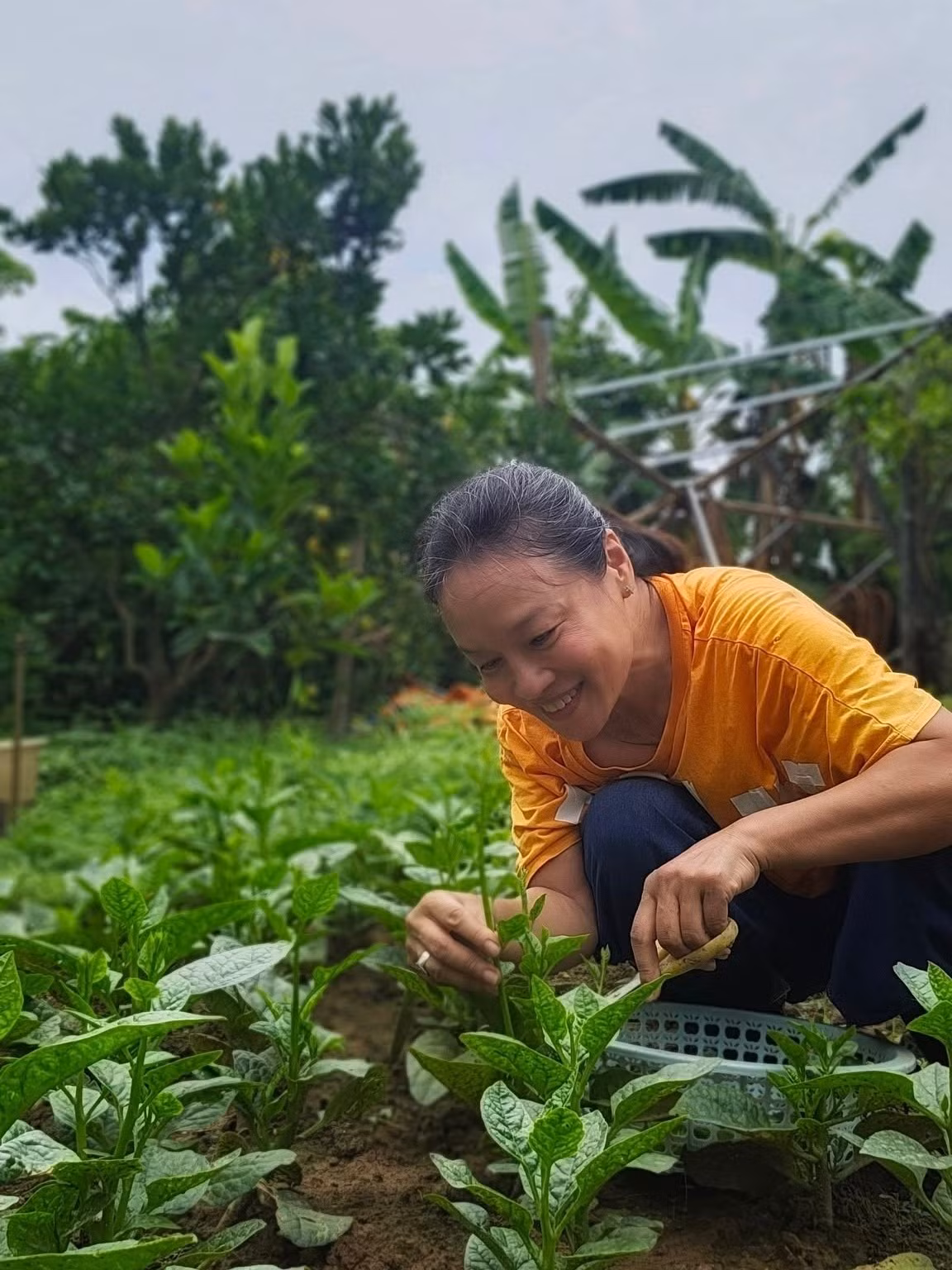 Tú Oanh đào giếng khoan, lắp hệ thống tưới tự động nên không khó khăn trong việc chăm sóc vườn rau. Ảnh: FB Oanh Le Tu