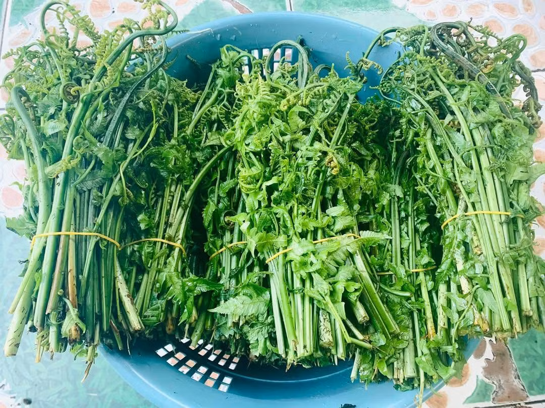 Ăn rau dớn thường xuyên còn giúp dễ ngủ, cơ thể thoải mái. Ảnh: Facebook
