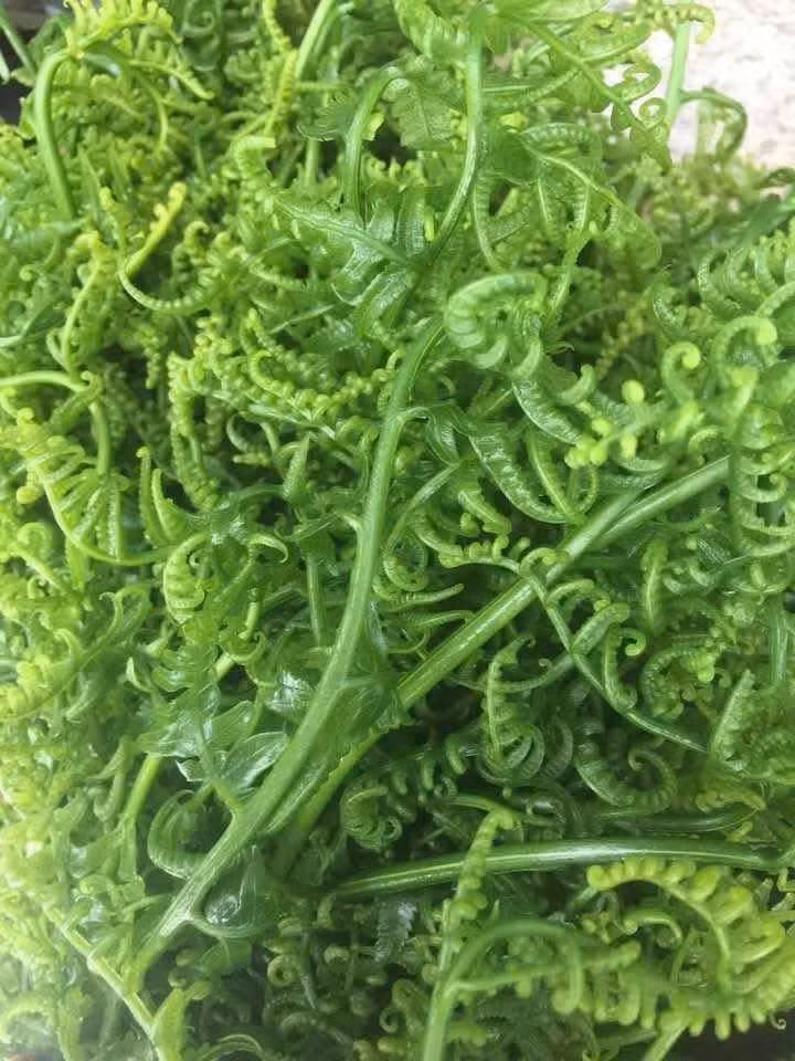 Ngày nay, với nhu cầu tiêu thụ tăng cao, rau dớn được trồng rộng rãi và trở thành đặc sản người dân thành phố ưa chuộng, giá dao động từ 170.000 - 200.000 đồng/kg. Ảnh: Facebook