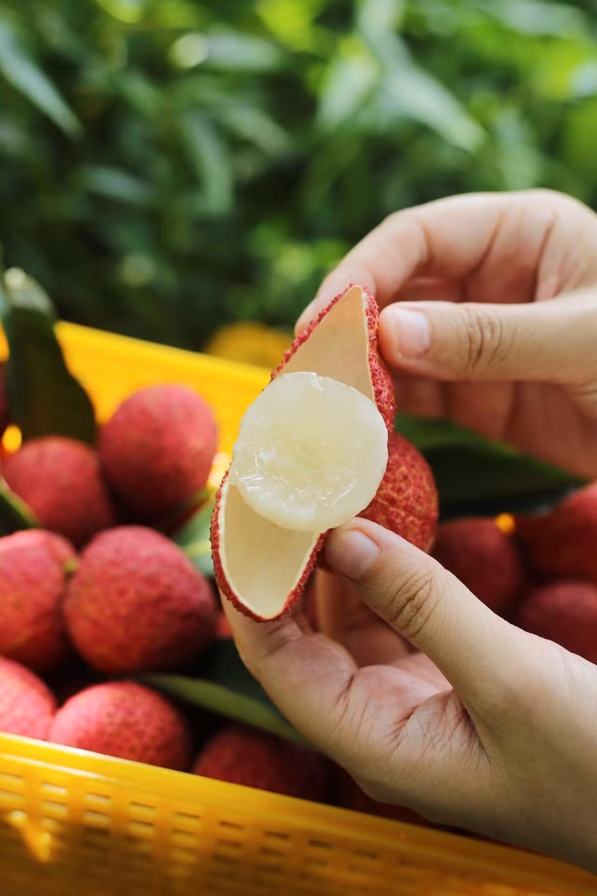 Sản lượng thấp, kỹ thuật phức tạp, trong khi nhu cầu lại ngày càng tăng đã đẩy giá thành của giống vải không hạt lên tới mức “xa xỉ”. Ảnh: Sina