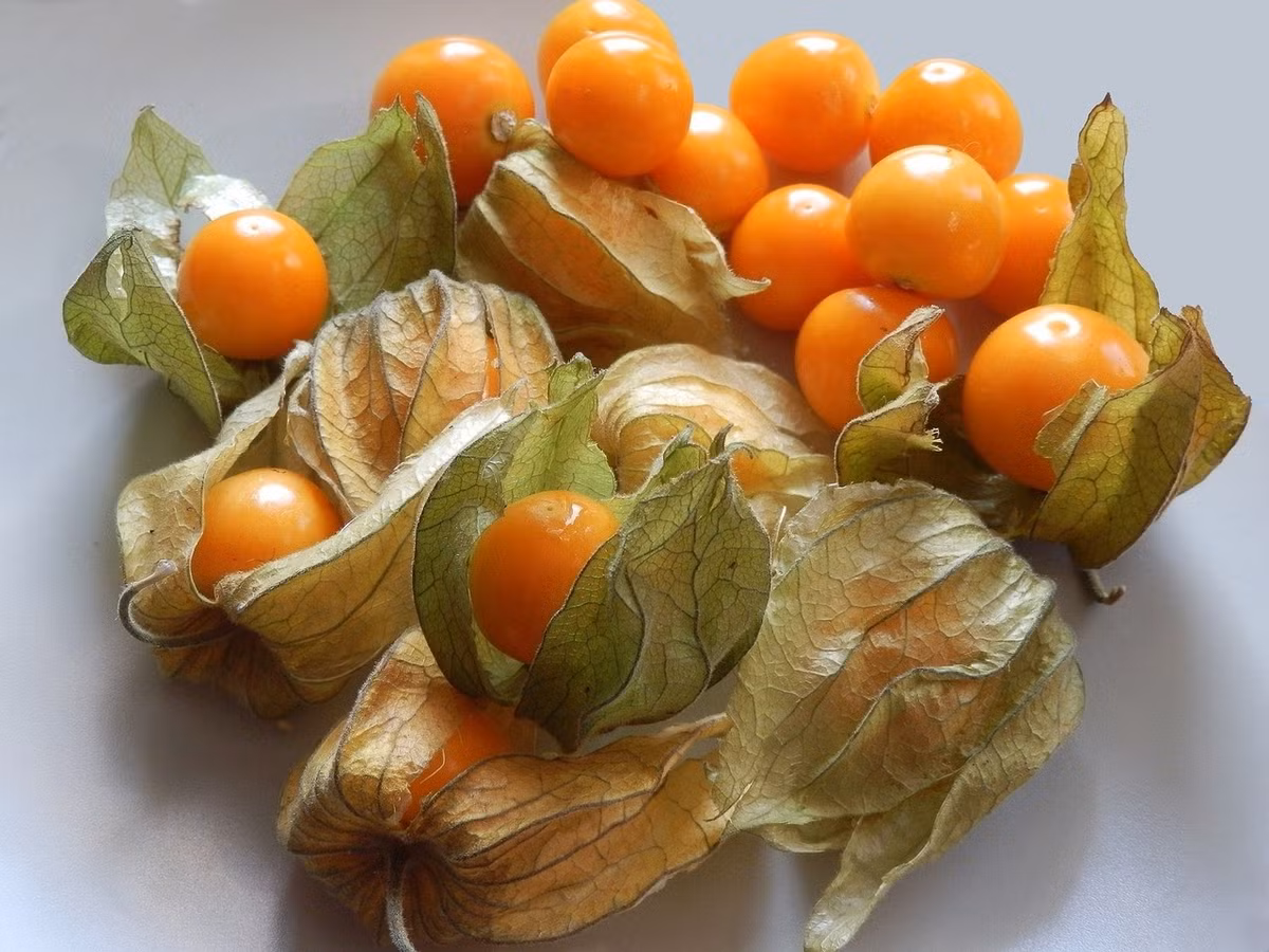 Người Nhật sử dụng tầm bóp để làm thuốc hoặc dành cho những người ăn kiêng. Ảnh: Internet