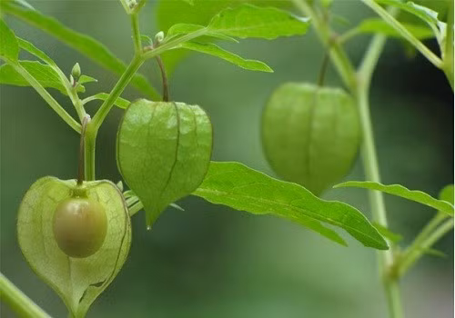 Tầm bóp là cây mọc dại ở bờ ruộng, ven đường, ven rừng... tại nhiều vùng quê Việt Nam. Trước kia khi nghèo khó, rau tầm bóp được người dân hái ăn tạm như loại rau "cứu đói". Ảnh: Internet