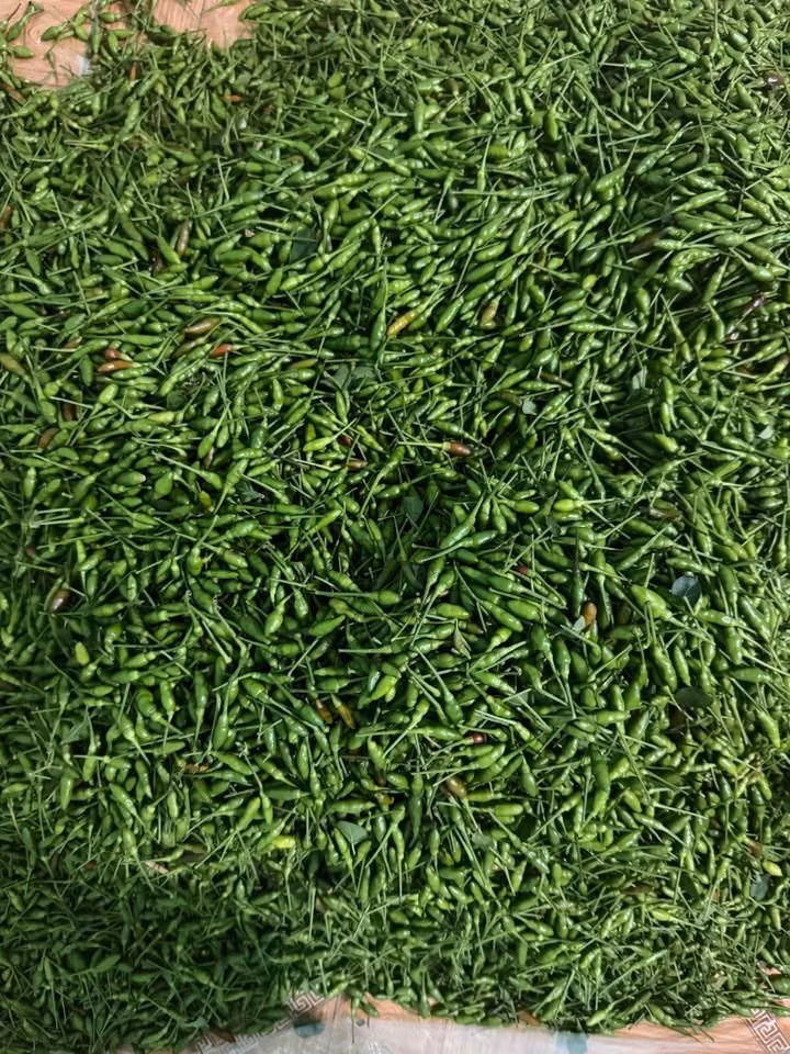 Ớt gió là loại quả dại một thời mọc hoang trong rừng hoặc trồng làm hàng rào ở Tuyên Quang. Ảnh: Facebook