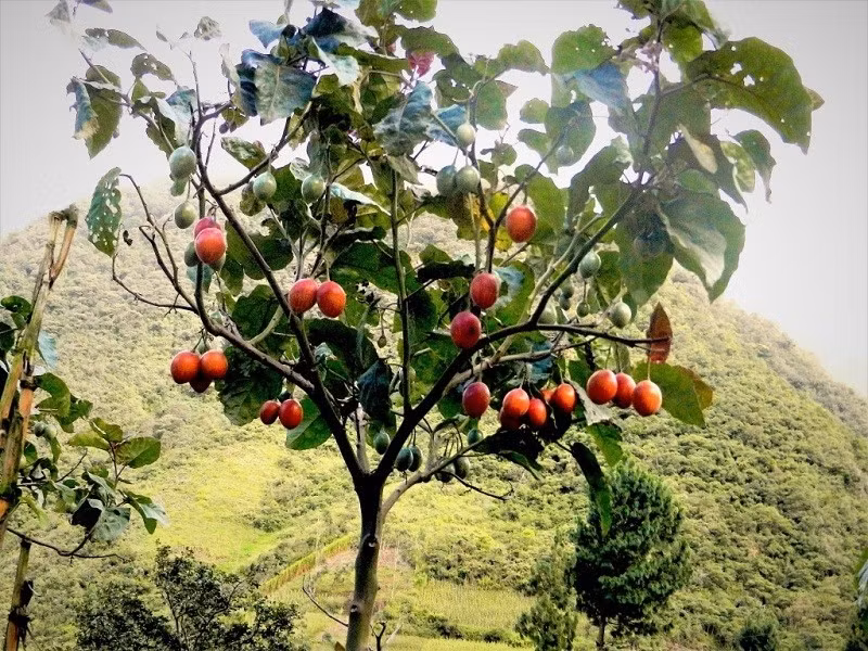 Vì vậy, khi về Việt Nam, cà chua thân gỗ nhanh chóng thích nghi, đặc biệt tại các tỉnh Tây Nguyên. Ảnh: Internet