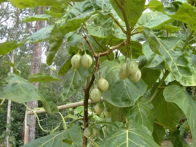 Ngoài quả, cây giống cà chua thân gỗ cũng được nhiều địa chỉ rao bán. Nếu như trước đây, giá từ 300.000 - 500.000 đồng/cây, thì nay hạ nhiệt còn trên dưới 100.000 đồng/cây. Ảnh: Internet