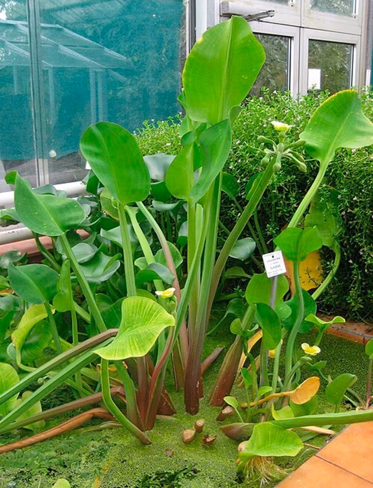 Lá kèo nèo hình tim nhọn hướng thẳng lên, cuống lá dài, phiến lá có hình dạng thay đổi từ dạng thuôn dài đến dạng rộng. Ảnh: Internet