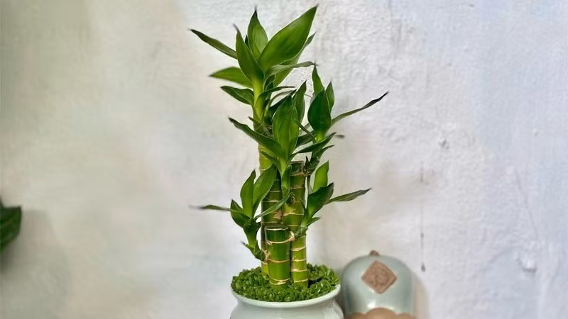 Trúc phát tài được biết đến với khả năng mang lại may mắn về tài lộc, tiền tài và thăng tiến trong sự nghiệp. Ảnh: Internet