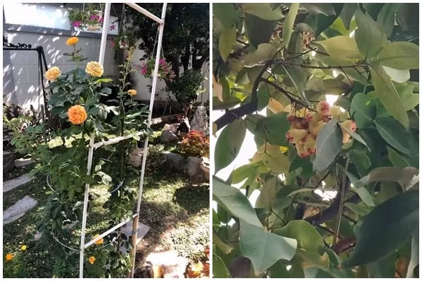 Trong khu vườn, nữ nghệ sĩ còn trồng hoa và cây ăn trái. Ảnh chụp màn hình
