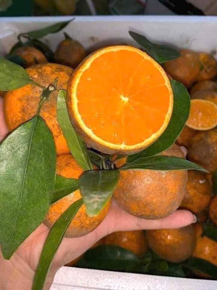 Thậm chí, nhiều người dân sinh sống tại Cao Bằng cũng cho rằng địa phương không có loại quýt sim đang bày bán rầm rộ trên thị trường. Ảnh: Facebook